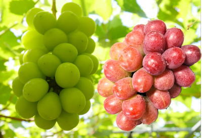 シャインマスカットとクイーンルージュ