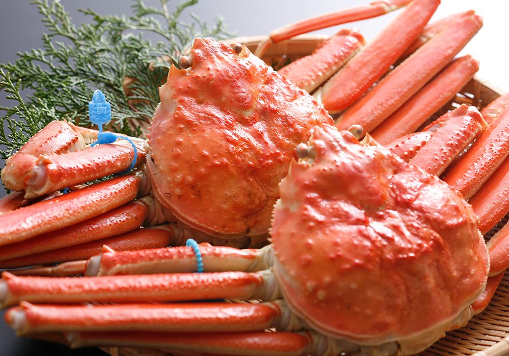 松葉がに（柴山かに）