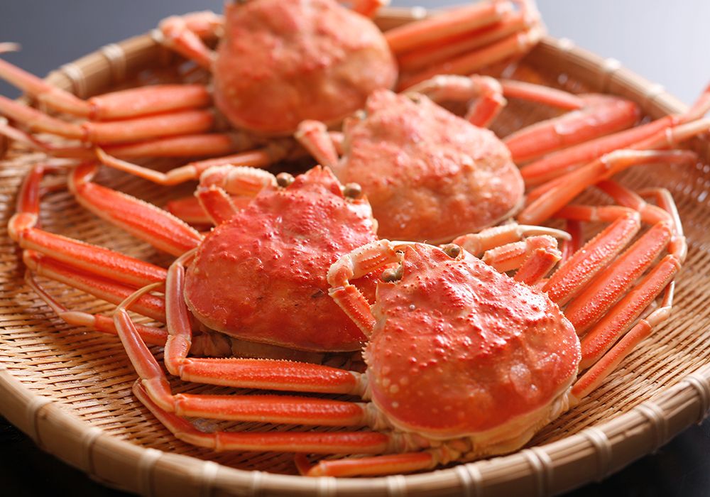 せこがに（松葉がにメス）